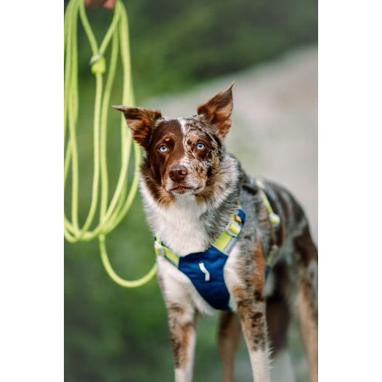 Woolly Wolf Alpha 360 Harness
