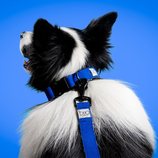 FUNKY DOG Konopné krátké vodítko pro psa 1,7 m tmavě modré