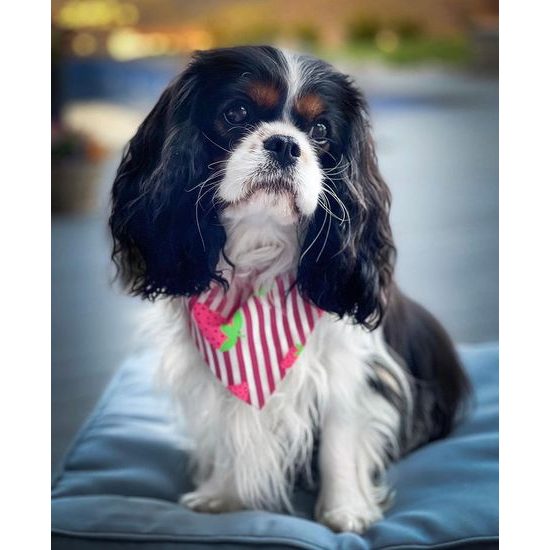 FUNKY DOG Jahodový šátek pro psa