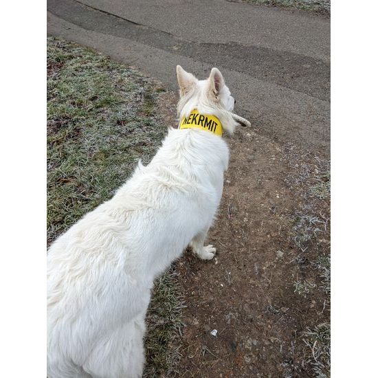 FUNKY DOG Žlutý návlek na vodítko