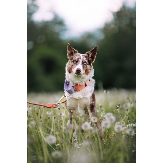 Woolly Wolf Color Block Martingale Collar