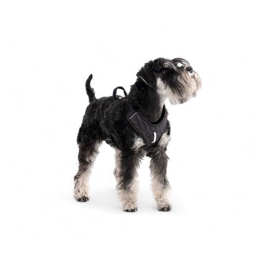 Woolly Wolf Roam Harness