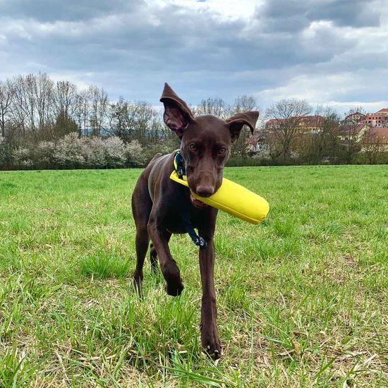Rukka Training Dummy pešek