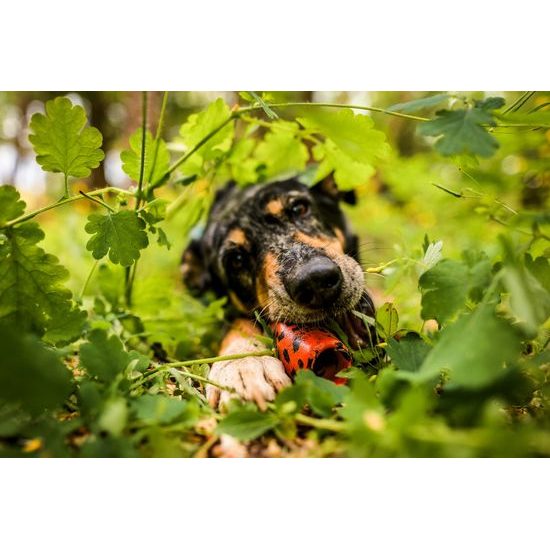 Non-stop dogwear Hračka Dog throw toy