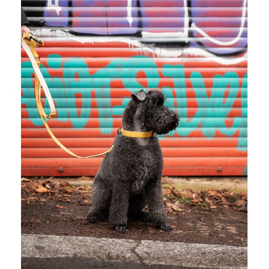 FUNKY DOG Konopné přepínací vodítko pro psa 3 m hořčicové