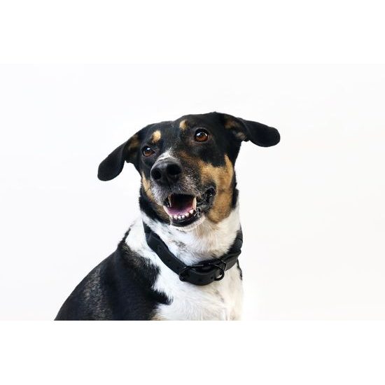 Aminela Obojek lano s kůží černé kování šedá