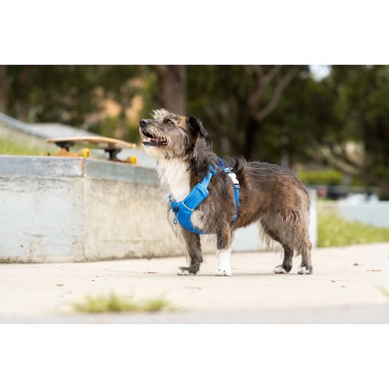 Red Dingo postroj Sport Electric Blue 15 mm x 38-53 cm