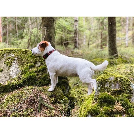 Woolly Wolf Polar Night Collar