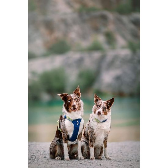 Woolly Wolf Alpha 360 Harness