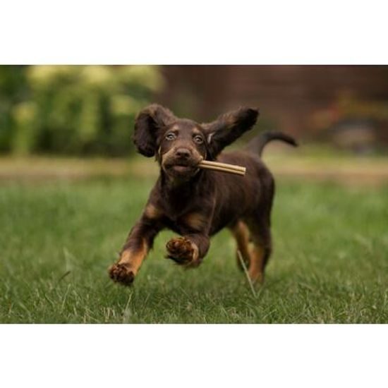 Soopa Pets Dentální tyčinky Soopa Puppy s banánem a dýní 100 g