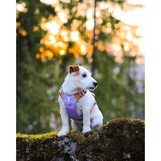 Woolly Wolf Alpha 360 Harness