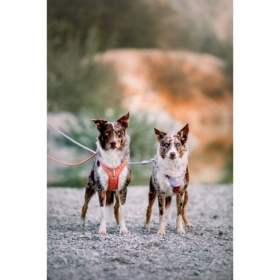 Woolly Wolf Roam Harness