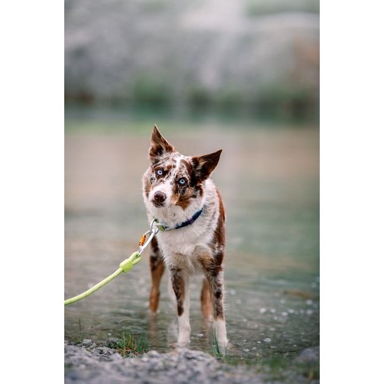 Woolly Wolf Rope Leash