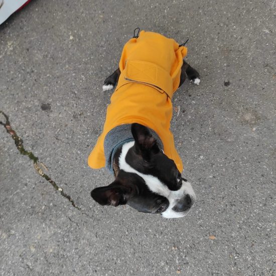 FUNKY DOG Pláštenka pro psa horčičová barva