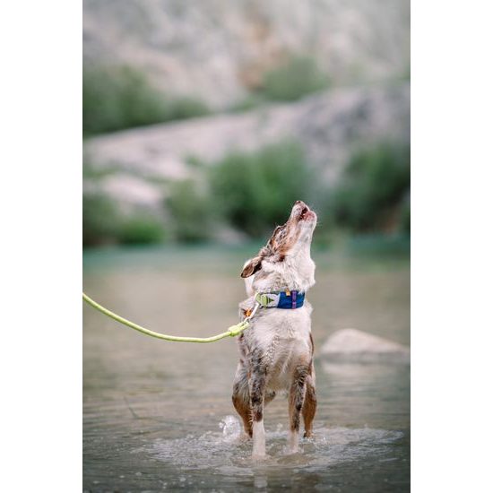 Woolly Wolf Alpha 360 Harness