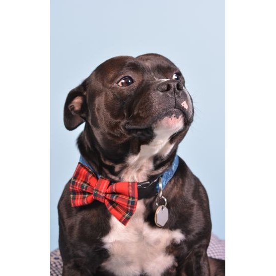 FUNKY DOG Skotský Červený kostkovaný motýlek