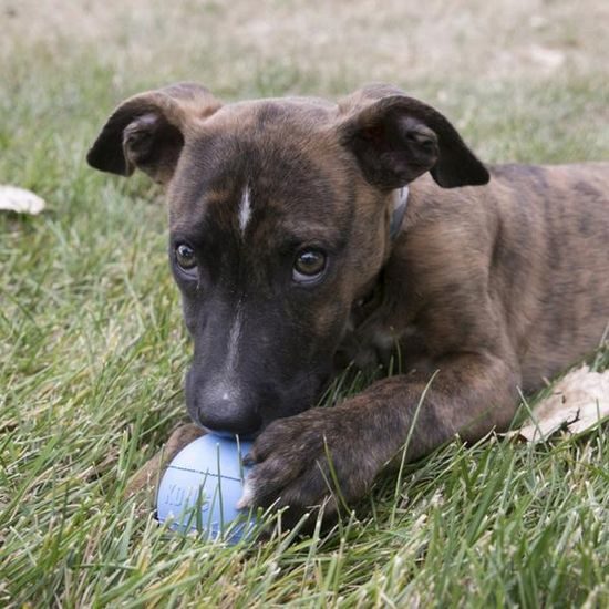 KONG Hračka guma Puppy Ball w/Hole M/L
