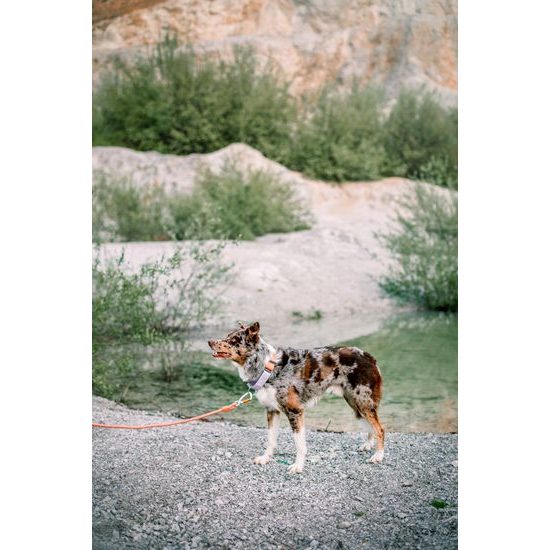 Woolly Wolf Rope Leash