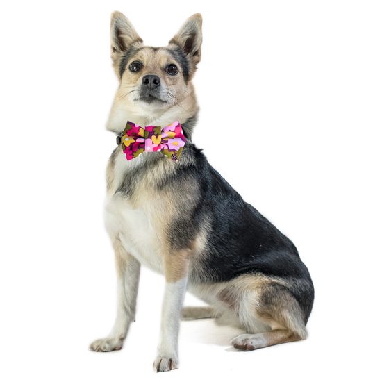 FUNKY DOG Psí motýlek s jarními kytičkami