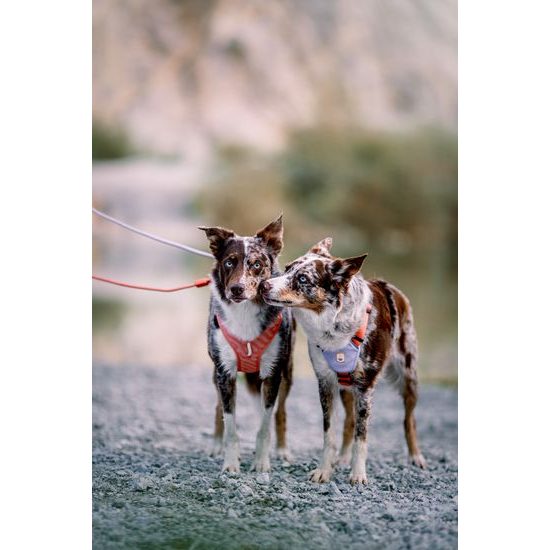 Woolly Wolf Roam Harness