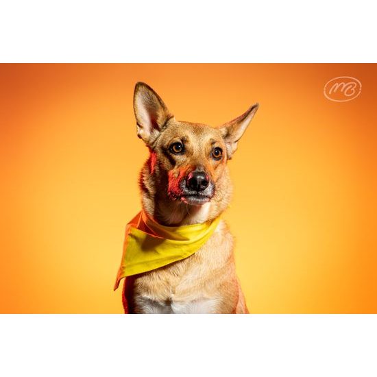 FUNKY DOG Žlutý šátek pro psa s nápisem