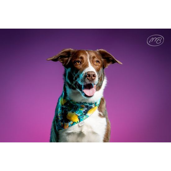 FUNKY DOG Barevný šátek s tukany