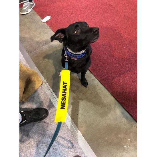 FUNKY DOG Žlutý návlek na vodítko