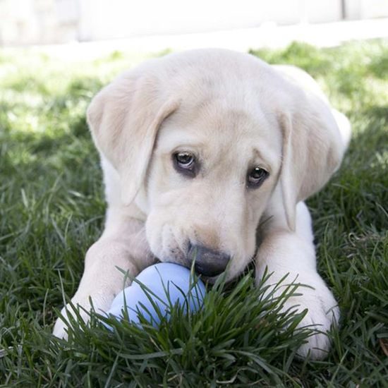 KONG Hračka guma sněhulák Puppy L