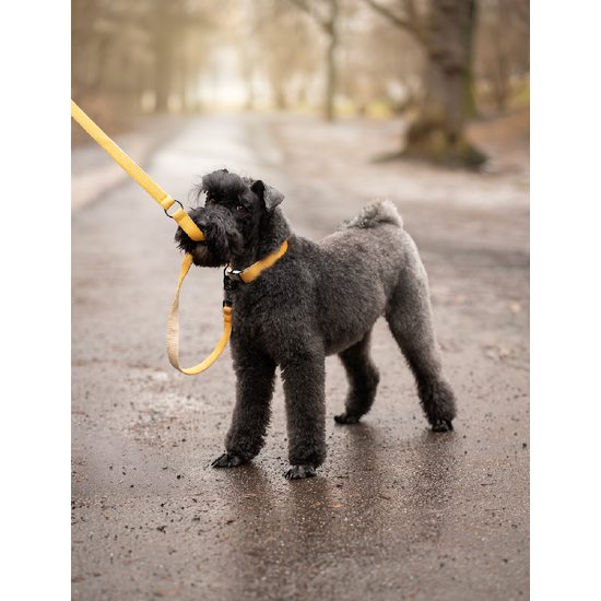 FUNKY DOG Konopný hořčicový obojek pro psa 2,5 cm