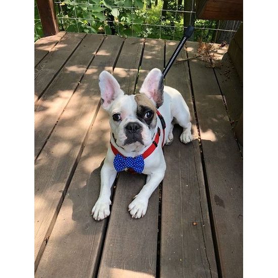 FUNKY DOG Modrý psí motýlek s puntíky