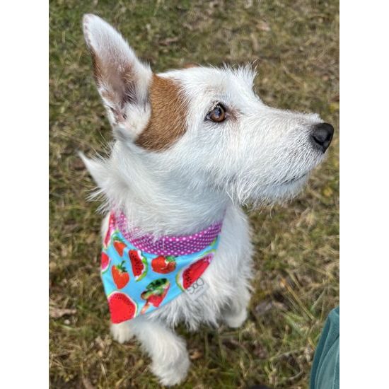 FUNKY DOG Oboustranný růžový šátek pro psa s motivem melounů