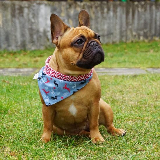 FUNKY DOG Vánoční šátek pro psy