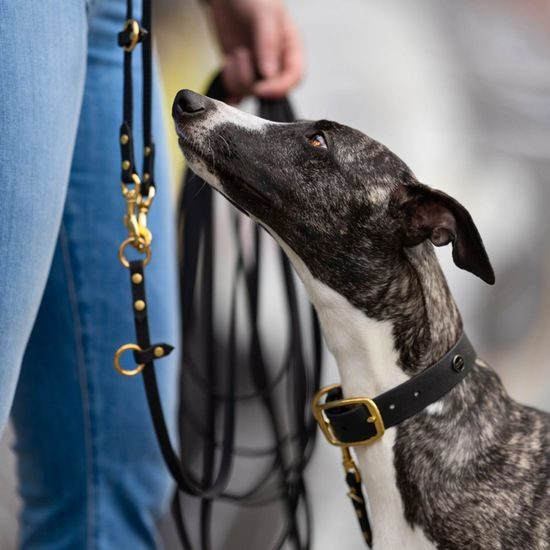 Bura Obojek černý Coco Psianel