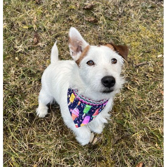 FUNKY DOG Oboustranný šátek pro psa – nanuky & barevné cik-cak vzory ??