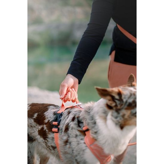 Woolly Wolf Roam Harness