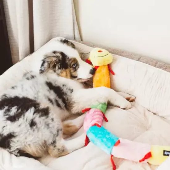 ZippyPaws Caterpillar Housenka