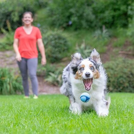 Chuckit! Míček Sniff Ball s vůní slaniny 6,5 cm