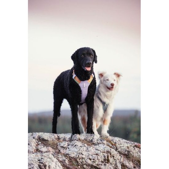 Woolly Wolf Alpha 360 Harness