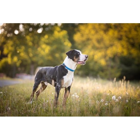 Aminela Obojek lano s kůží černé kování modrá