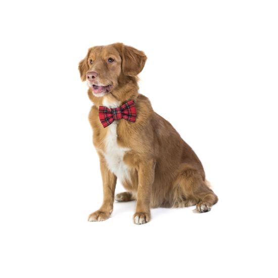 FUNKY DOG Skotský Červený kostkovaný motýlek