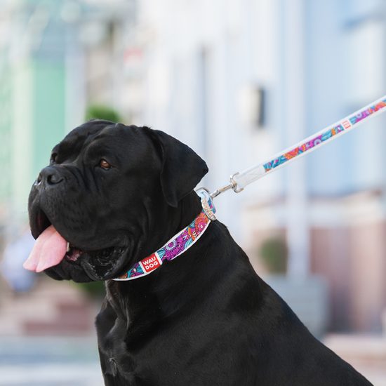 WAUDOG Obojek kožený Summer