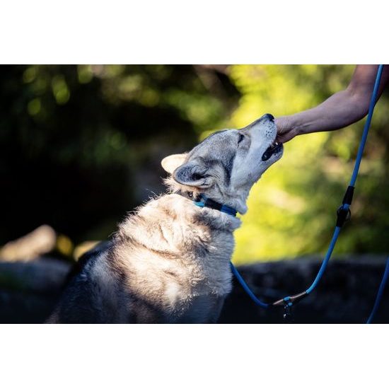 Aminela Obojek lano s kůží černé kování modrá