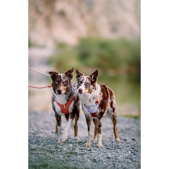 Woolly Wolf Roam Harness