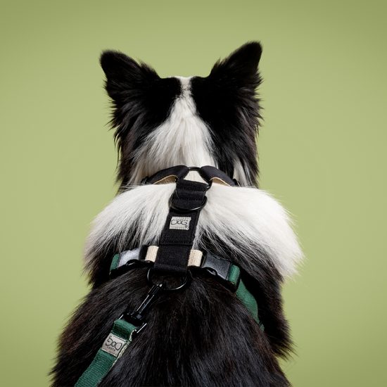 FUNKY DOG Konopný postroj pro psa zeleno černý