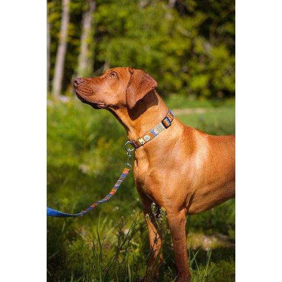 Woolly Wolf Nightless Night Collar