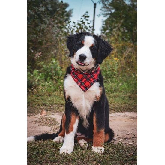 FUNKY DOG Kostkovaný šátek pro psa