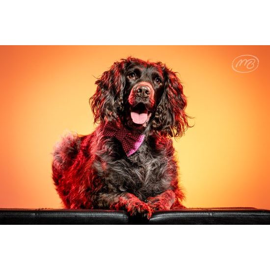 FUNKY DOG Růžová mašlička pro feny