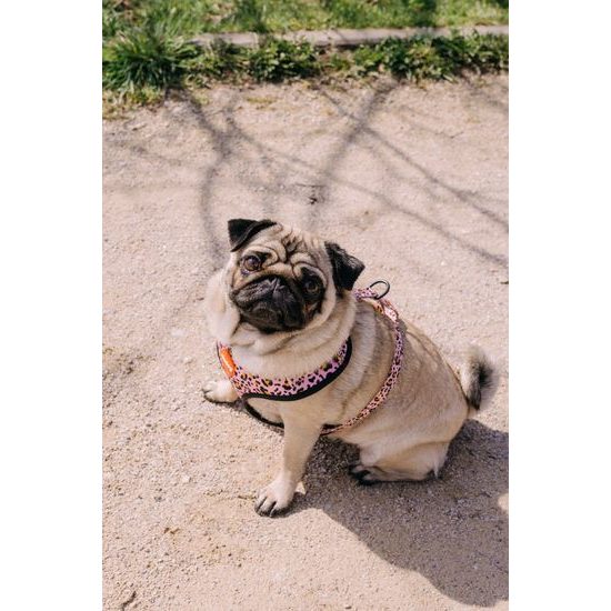 Reedog Kšíry pro psa LEO PINK