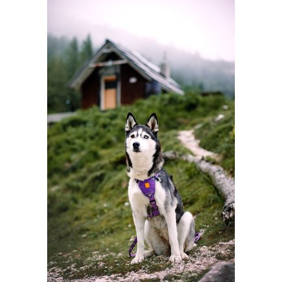 Woolly Wolf Northern Lights Harness