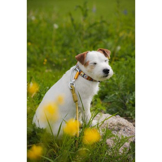 Woolly Wolf Nightless Night Collar